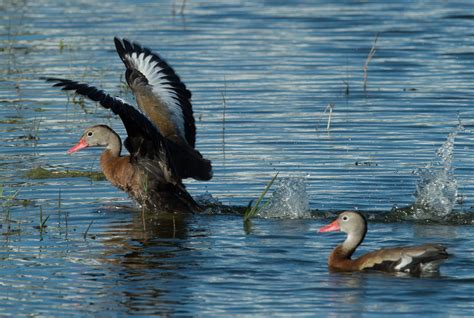 Types of Ducks - BirdWatching