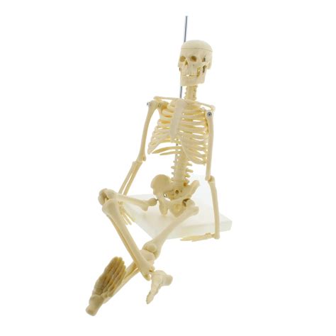 Buy MonMed Mini Skeleton - Human Skeleton Model for Anatomy Anatomical ...