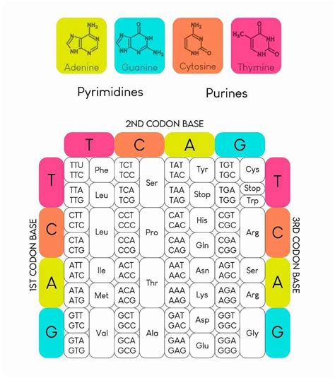 Genetic Codon Chart - RNA / BOC Sciences