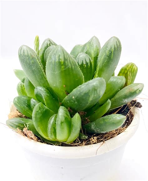 Haworthia truncata Hybrid – Dream Green