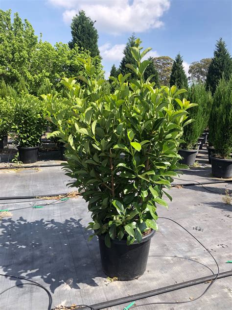 Planting Viburnum Hedge