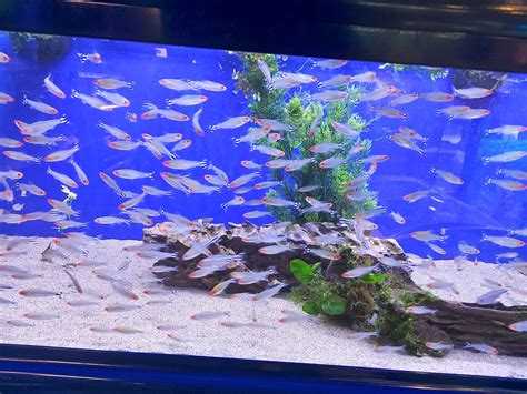 Do Gourami Fish Eat Tetras? The Truth About Their Feeding Habits – The Fish Keeping & Aquarium ...