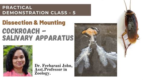 Cockroach Dissection Kit 的图像结果