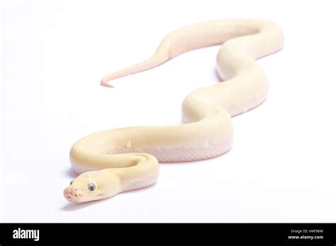 Ivory Burmese Python 的图像结果