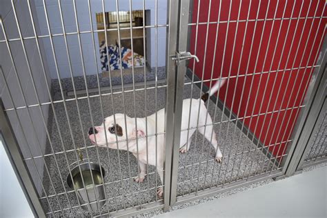 Bishop Animal Shelter readies for donation to county | Your Observer