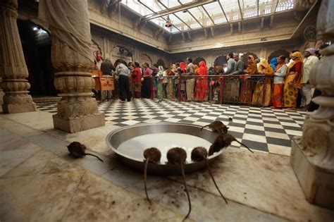 Karni Mata Temple, Bikaner: Story of Rat Temple In Rajasthan