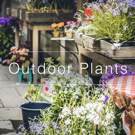 Explore & Buy Outdoor Plants for Home Garden – myBageecha