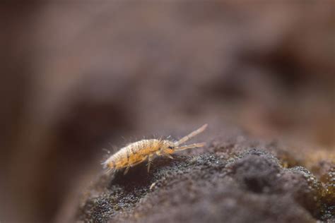 Image result for Springtails Identification