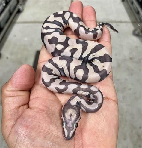 Image result for Scaleless Ball Python