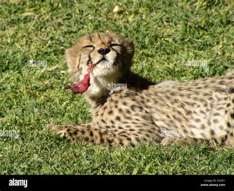 Diet Of Cheetah