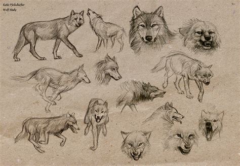 Image result for Drawing of Elements Wolves