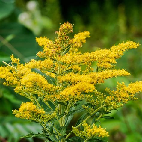 Green Solidago