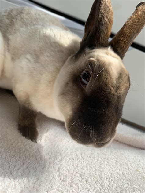 Best waterproof flooring for rabbits : r/Rabbits