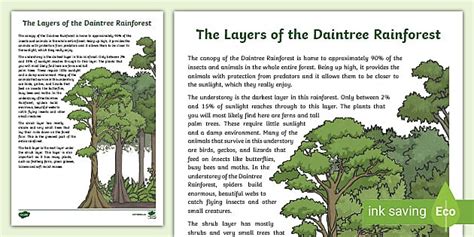 The Layers of the Daintree Rainforest Factual Description Writing Sample