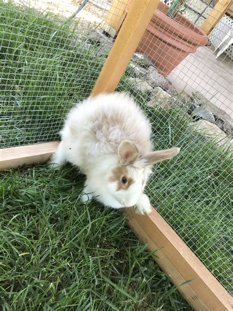 Jersey Wooly Rabbits For Sale | Santa Rosa, CA #300508