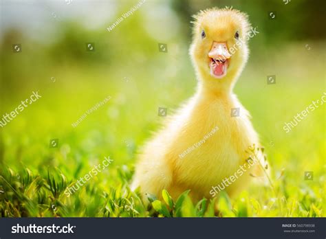 Funny Ducks