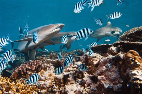 Book Best Boat Scuba Diving in Andaman and Nicobar, Boat Diving ...