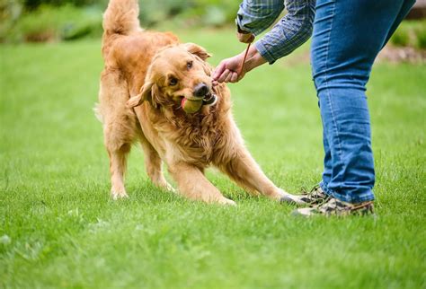 Top tips for managing arthritis: choosing the best joint supplement for dogs - Beaphar
