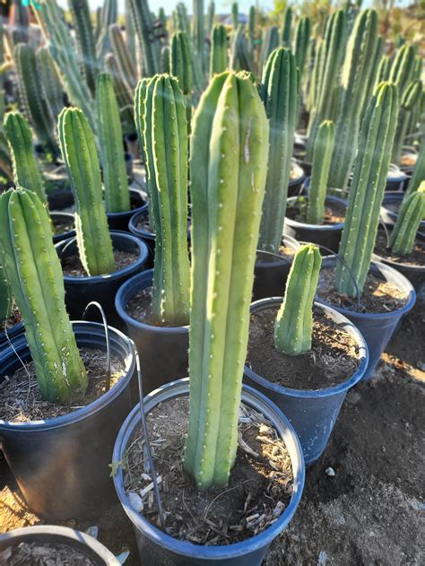 San Pedro Cactus (Echinopsis Pachanoi) — GDNC Nursery