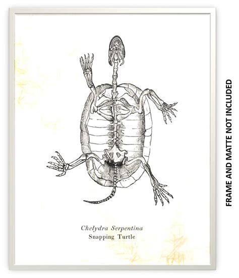 Image result for Snapping Turtle Drawing