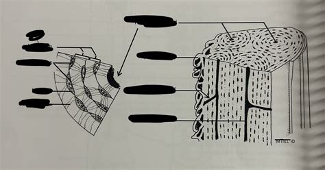 Image result for Compact Bone Structure