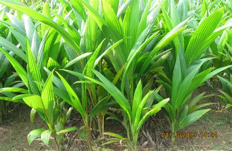 Coconut Development Board