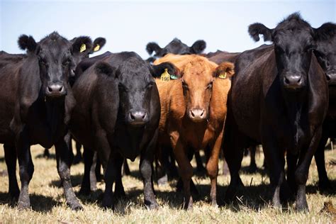 Angus-Beef-Cattle - Whole Cottonseed