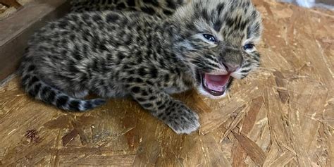 Two endangered Amur leopard cubs born at Illinois zoo