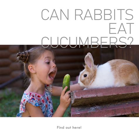 Can Rabbits Eat Cucumber? [Cucumbers and Bunnies]