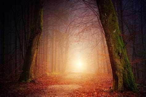 Point Buy 5E Guide | Pros, Cons, and How to Use It