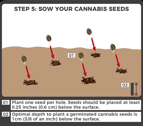 How to Germinate Cannabis Seeds in Soil