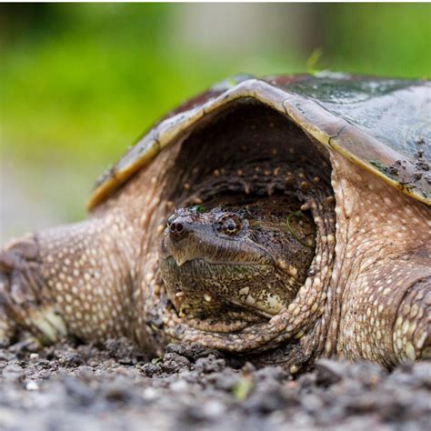 Common Snapping Turtle 的图像结果