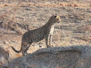 SUJÁN JAWAI (Bisalpur) - Campground Reviews, Photos, Rate Comparison ...