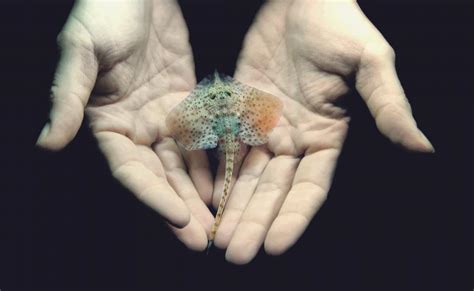 Aquarium Pula - Ambassadors of the sea | Eco Places ECOXPERIENCE ...