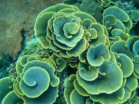 Coral Reef Art - Underwater View of Green Plants