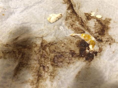 Image result for Python Diarrhea