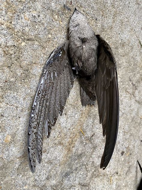 Cause of Chimney Swift Death Unknown - Grid Magazine