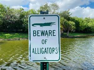 Explore America's Most Alligator-Infested Lakes - A-Z Animals