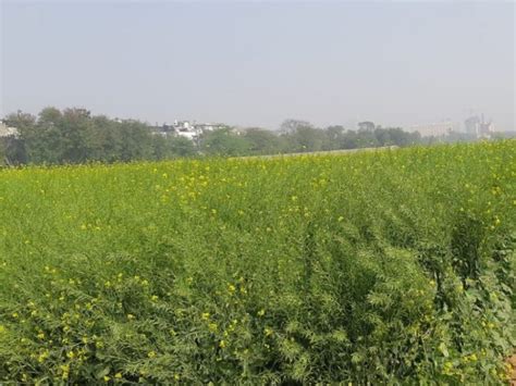 Why sowing area shrunk in Rajasthan, the largest mustard-growing state ...