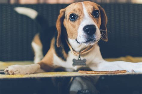 Is a Beagle the Dog for you? – Oliver Pet Care Solutions Pvt Ltd