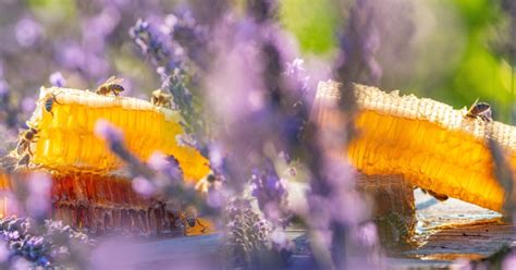 The Benefits of Raw Honey: A Gift from the Hive – The Indian Bee