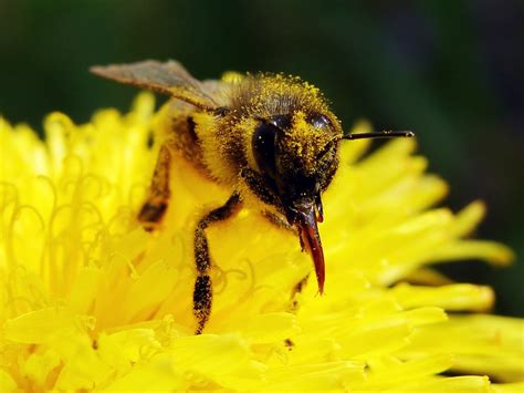 Bees Algorithm Applications 的图像结果