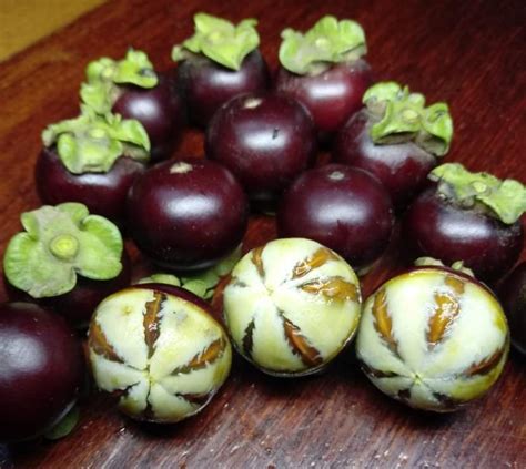 Marmelinho Fruit Plant (Diospyros Inconstans) – veliyathgardens