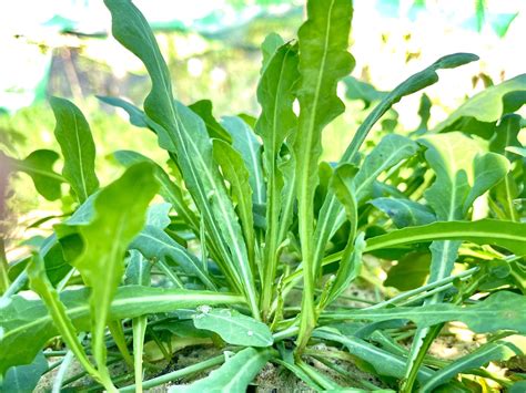 Image result for SE Samo Tree