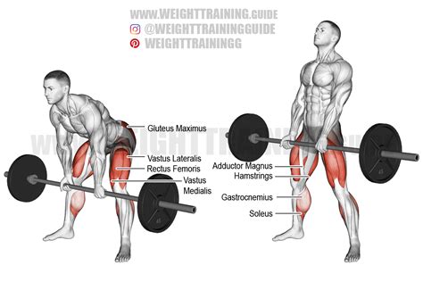 Dumbbell Vs Barbell Romanian Deadlift at Justin Finn blog