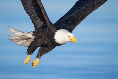 Flying Bald Eagle Flight