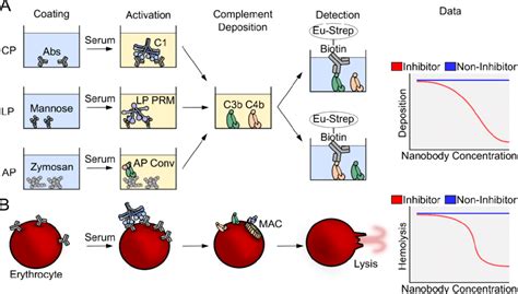 Image result for Complement Assays