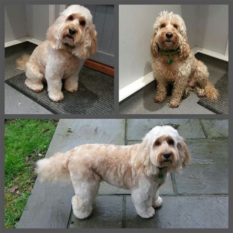 Image result for Cockapoo Dog Cuts