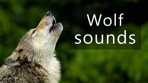 Image result for Wolves Howling Sounds