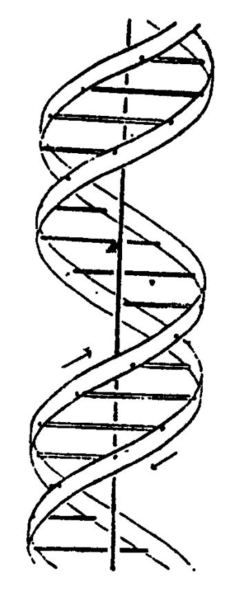 Dna双螺旋 的图像结果
